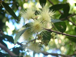Syzygium jambos image 1