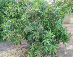 Syzygium jambos image 2