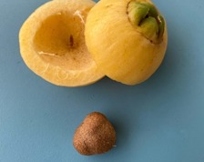 Syzygium jambos image 3
