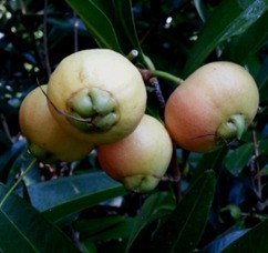 Syzygium jambos image 4